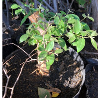 Bằng lăng núi Ninh Thuận - cây lá sẻ siêng hoa , giá rẻ ( lấy công đào làm lời) , cây sống khỏe.