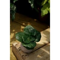 Bàng singapore mini để bàn kèm chậu sứ