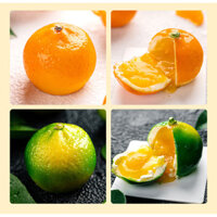Bánh Ngọt Pháp Kumquat Cam Hình Trái Cây Khuôn Nướng Bánh Mô Phỏng Cam Bánh Mousse Khuôn Silicon