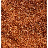 Bao 25KG KÊ ĐỎ HẠT TO cho chim cảnh, vẹt, yến phụng, lovebird....