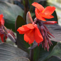 [Bảo Hành] Cây Dong Riềng Đỏ Khô Tốt Cho Sức Khỏe Thượng Hạng Satoso 1kg