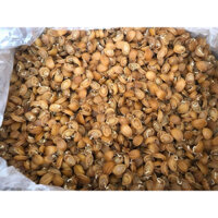 BÀO NGƯ KHÔ SIZE 30 CON /100G