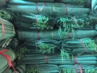 Bao tải dứa xanh loại 50kg