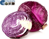 Bắp cải tím Kazo
