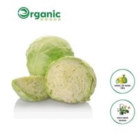 BẮP CẢI TRẮNG ORG - CABBAGE ORG