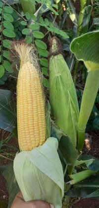 bắp mỹ ( ngô ngọt)