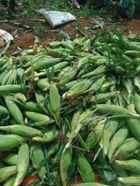 bắp mỹ ( ngô ngọt)