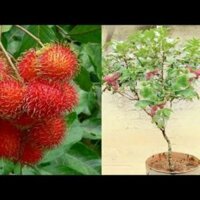 bầu cây chôm chôm thái ghép