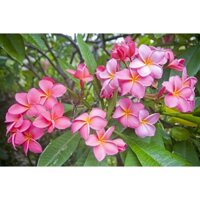 BẦU GIỐNG CÂY HOA ĐẠI ĐỎ