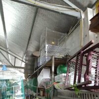 bẫy chuột bách hóa tổng(2 mẫu ngẫu nhiên)