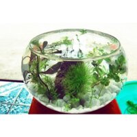 Bể cá, chậu thủy tinh D17 x H13 [hàng có sẵn] - T11