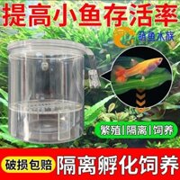 Bể cá Hộp cách ly cá bảy màu] Hộp ấp giống không bị hỏng, Cá Con kiểu móc câu nước, cá con giống acrylic, phòng sinh 1.3