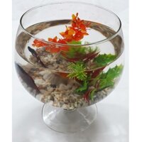 Bể Cá Ly Lớn LC1 - Hồ Cá Để Bàn - Chậu Cá Thủy Tinh 27x24x24 [LC1]