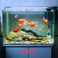Bể Cá Mini Để Bàn 50cm Nhiều Mẫu Combo Phù Hợp Nuôi Cá Cảnh hoặc Làm Hồ Thuỷ Sinh