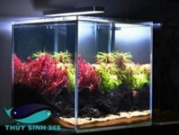 Bể cá mini để bàn làm việc mã số 01