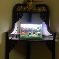 Bể cá mini để bàn