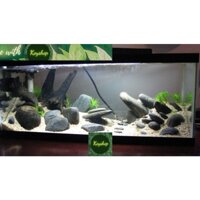 Bể Cá Mini -Hồ Kính Đúc Uốn cong 2 góc Kích thước: 30*17*20cm kèm bộ 10 phụ kiện trang trí -