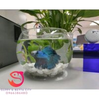 Bể cá mini tròn 15cm