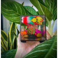 Bể Cá Mô Hình Mini 8x8x8 Để Bàn Trưng Bày