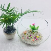 Bể cá phong thủy - Bể cá hình tròn - Bể cá để bàn - Bể cá may mắn