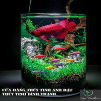 Bề cá thủy tinh hồ cá chậu cây miệng tròn, bình thủy tinh trồng cây thủy sinh trang trí 20 x 30cm