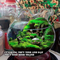 BỂ CÁ THỦY TINH HỒ CÁ CHẬU CÂY MIỆNG BÈO B11