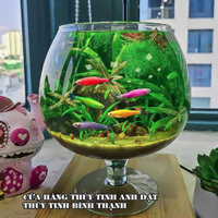 Bể cá thủy tinh mini để bàn, chậu thủy tinh trang trí, chậu thủy tinh trồng cây thủy sinh LC1, LC2, LC3