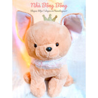 BÉ CÚN CHIHUAHUA siêu to - Nhà Bông Bông