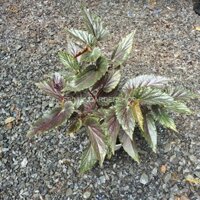 Begonia Red Angle