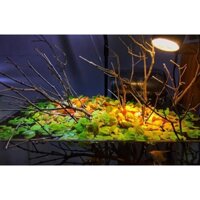 Bèo rễ đỏ thủy sinh N&T Garden (4 phần 100.000 đ)
