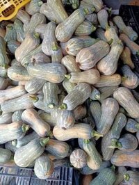 bí hồ lô