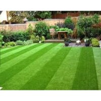 Bịch 500gam Hạt giống cỏ thảm Bermuda