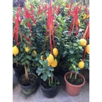 BIG SALE Giống chanh vàng mỹ