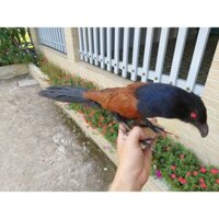 Bìm bịp giả nhồi keo bao bền