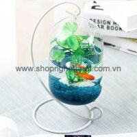 Bình bầu dài dục marimo