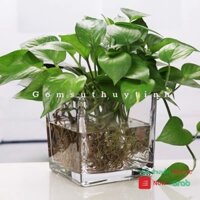 Bình bông lọ hoa thủy tinh trụ vuông cao 12cm rộng 12cm