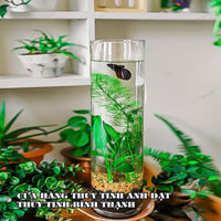 Bình bông thủy tinh trang trí D12xH40, lọ hoa hình trụ, trụ đổ đèn cầy, ống trụ tròn