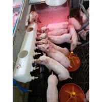 Bình bú sữa heo con, giải pháp cho lợn con mất mẹ, đẻ nhiều, lợn con cai sữa loại 9 núm vú cao cấp