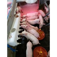 Bình bú sữa heo - lợn con, giải pháp cho lợn con mất mẹ, đẻ nhiều, lợn con cai sữa loại 9 núm vú cao cấp