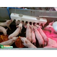 Bình bú sữa heo - lợn con, giải pháp cho lợn con mất mẹ, đẻ nhiều, lợn con cai sữa loại 6 núm - 9 núm vú cao cấp