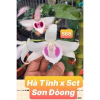 Bình giống nuôi cấy mô lan giả hạc Hà Tĩnh S68