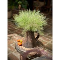 Bình gốm chăm ninh thuận gốm bàu trúc bình gốm wabi sabi, rustic 2
