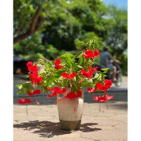 Bình Gốm Quai Giả Cổ Sang Trọng - Lọ Cắm Hoa Gốm Phong Cách Vintage