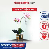 Bình hoa giả trang trí decor nhà cửa Moth orchid 2 hoa lan hồ điệp 1009