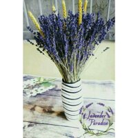 Bình hoa khô Lavender #BH001