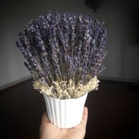 Bình hoa lavender khô để bàn