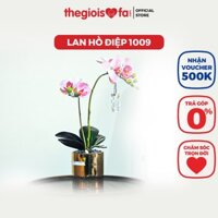 Bình hoa trang trí  Thế giới Sofa decor nhà cửa Moth orchid 2 (hoa lan hồ điệp 1009)