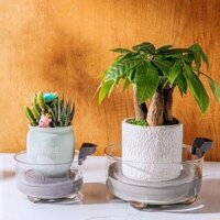 Bình hoa trong suốt cơ sở BASENED PRENTENTER kết nối khay nhựa tròn Khay hoa dưới đáy nước lưu trữ