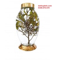 Bình Ngâm Rượu Sâm 8,5L NO124