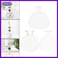 Bình nhân giống thủy tinh - dành cho những người đam mê thực vật